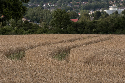 Scenic view of rural landscape