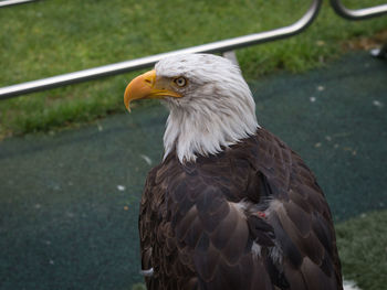 Close-up of eagle