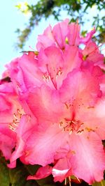 Close-up of pink cherry blossom