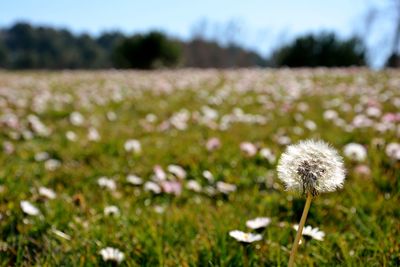 Close-up of white dandelion flower on field