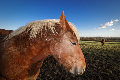 Horse standing on field against sky