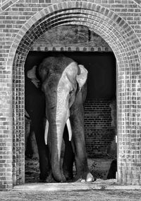 Elephant standing at archway