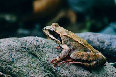 Close-up side view of frog on rock