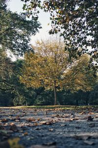 Trees in park during autumn