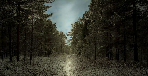 Trees in forest against sky