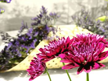 Close-up of pink flowers blooming outdoors