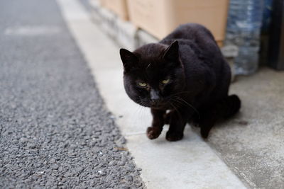 Portrait of black cat on footpath