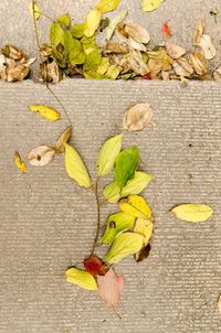 High angle view of leaves on ground