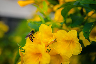 Close-up of bee pollinating on yellow flower