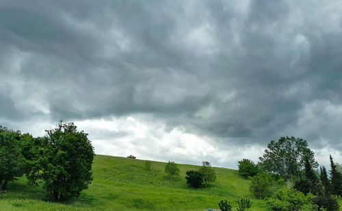 Trees on field against sky