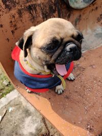Close-up portrait of dog