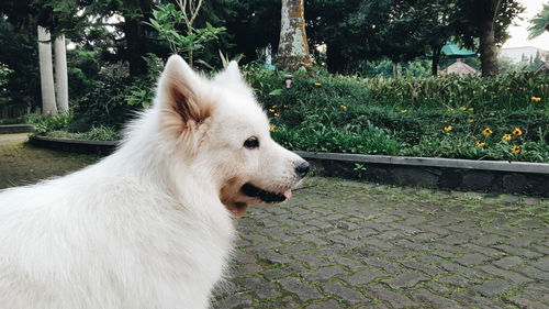 Close-up of white dog