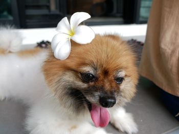 Close-up of dog sticking out tongue at home