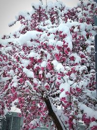 Close-up of snow on tree against sky