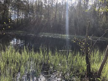 Scenic view of lake in forest