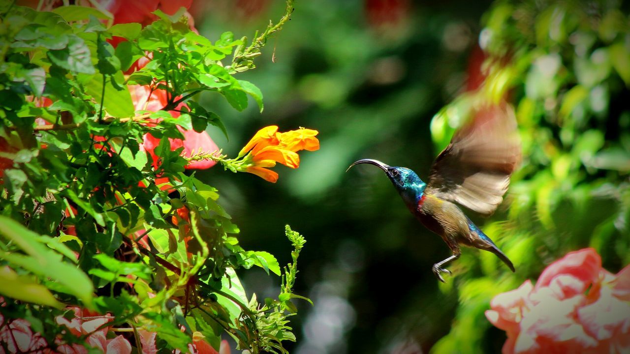 animals in the wild, animal themes, one animal, bird, wildlife, perching, focus on foreground, nature, flower, leaf, close-up, beauty in nature, plant, growth, insect, branch, day, outdoors, full length, flying