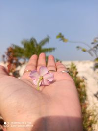 Close-up of hand holding pink flowering plants against sky