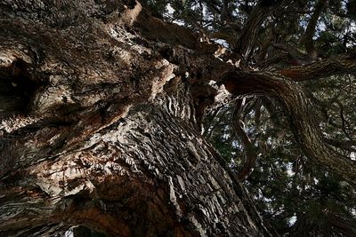 Low angle view of tree trunk