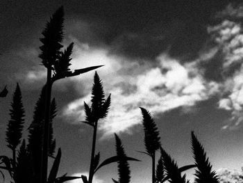 Low angle view of silhouette plant against sky