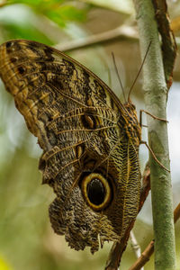 Close-up of insect