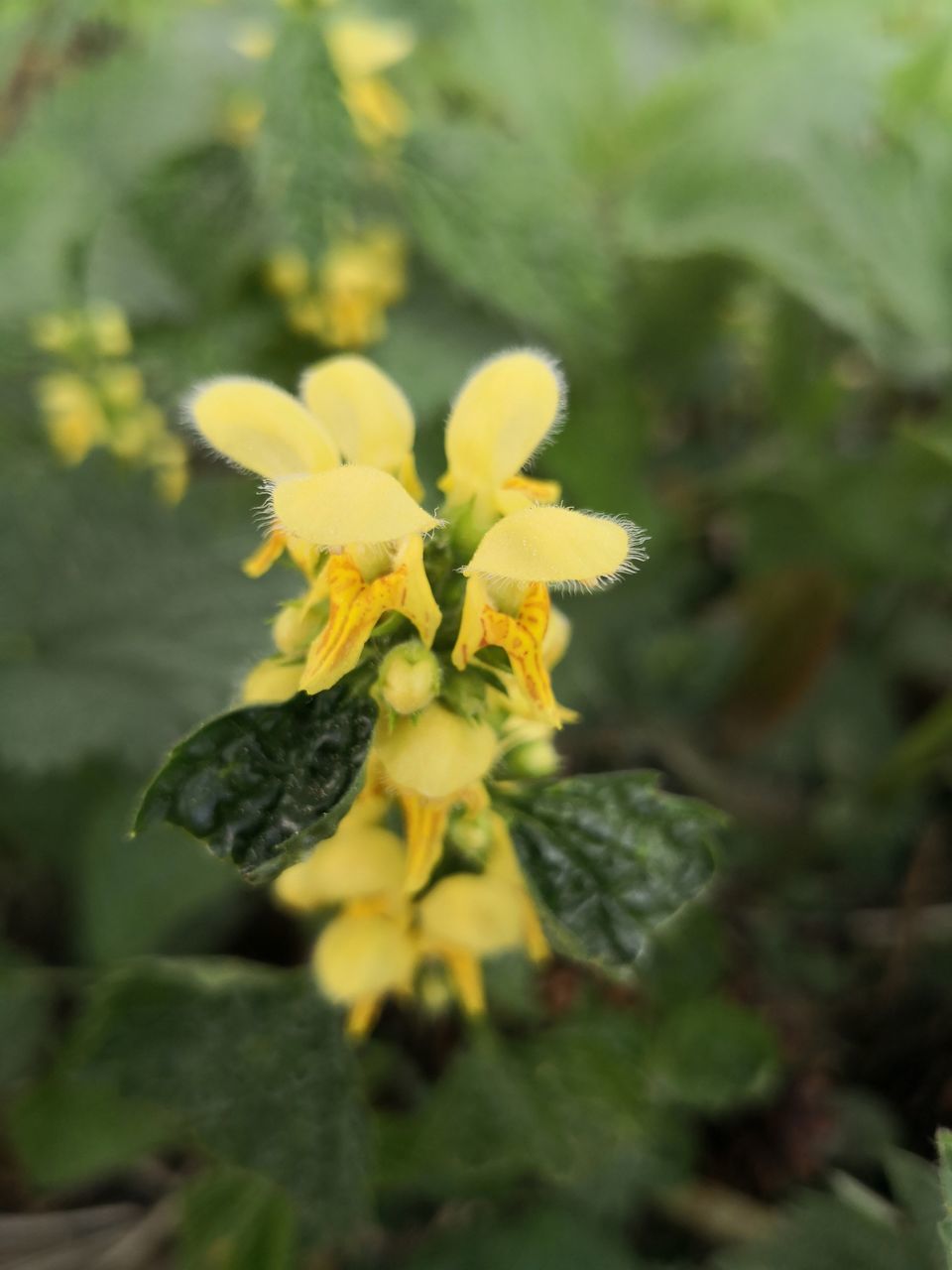 CLOSE-UP OF YELLOW FLOWERING PLANT DURING AUTUMN