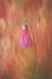 Close-up of flower blooming outdoors