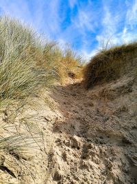 Close-up of grass on field against sky