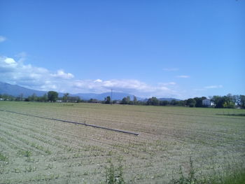 Scenic view of grassy field against sky