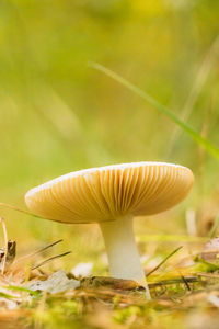 Close-up of mushroom growing on field