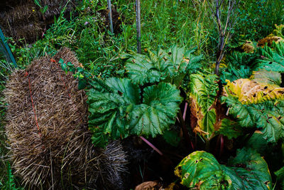 Close-up of plants growing on field