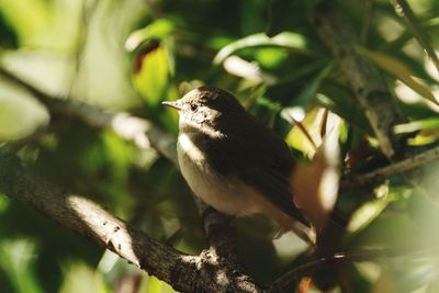 Low angle view of bird perching on tree