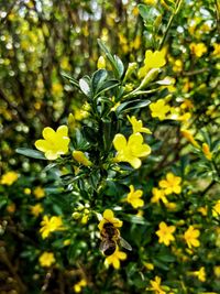 Close-up of bee on yellow flowers