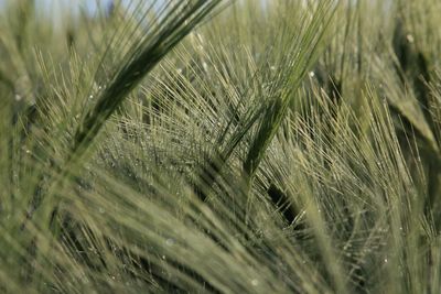 Close-up of grass growing on field