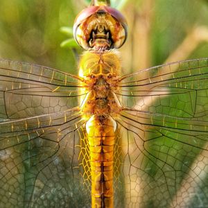 Close-up of insect