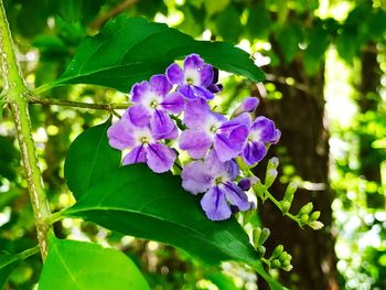 Close-up of purple flowers