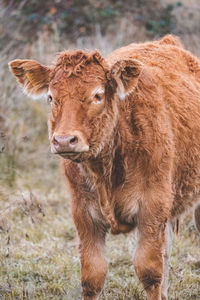 Portrait of cow standing on field