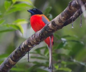 Close-up of parrot perching on branch