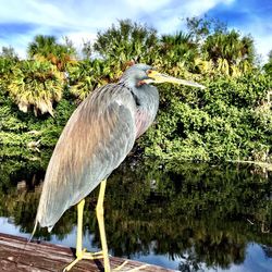 Close-up of gray heron perching on tree by plants against sky