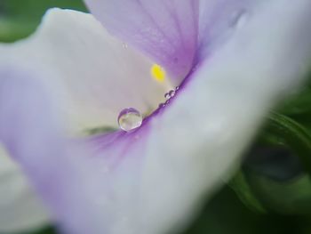 Close-up of wet purple flower