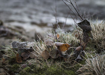 Close-up of mushrooms