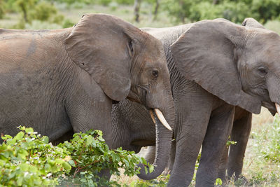 Herd of african elephants in kruger