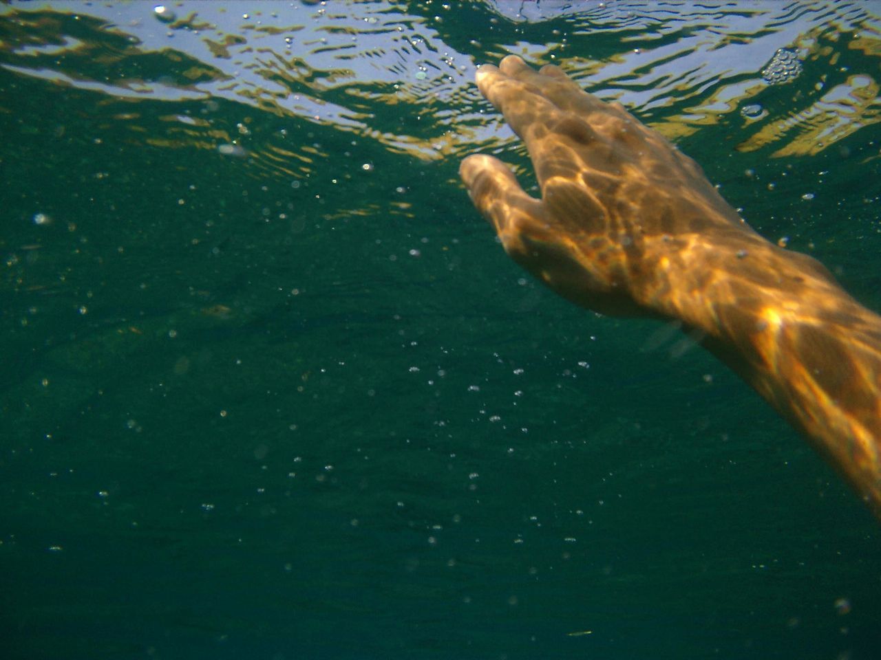 animal themes, water, one animal, animals in the wild, wildlife, swimming, nature, bird, lake, waterfront, beauty in nature, tranquility, sea, day, outdoors, rippled, high angle view, underwater, no people, zoology