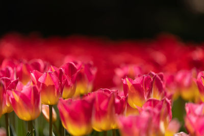 Close-up of pink tulips