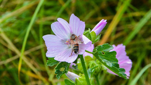 Close-up of insect on flower