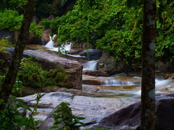 Scenic view of waterfall in forest