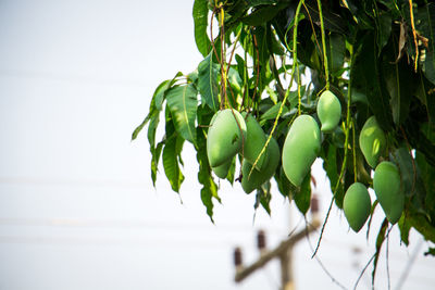 Low angle view of fruit growing on tree