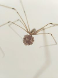 Close-up of insect over white background