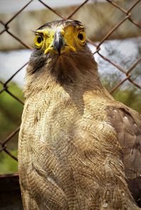 Portrait of black kite perching on tree