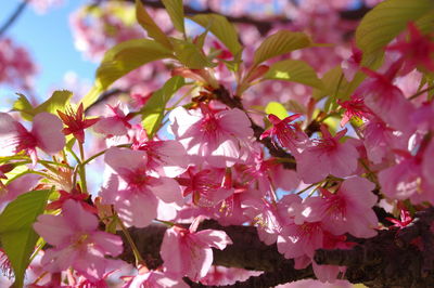 Close-up of pink cherry blossoms in spring