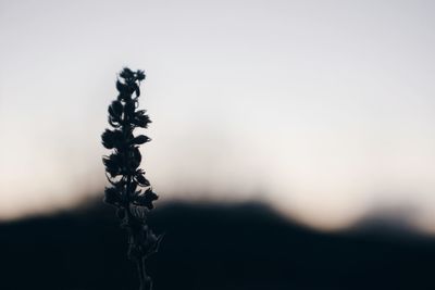 Close-up of plant against clear sky